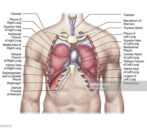 The right lung and right kidney are _____. cardiac notch - Liberal Dictionary