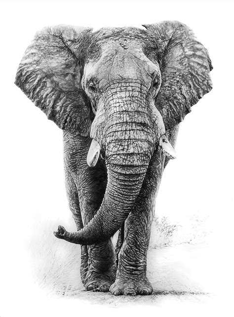 Famous How To Draw A Real Elephant References
