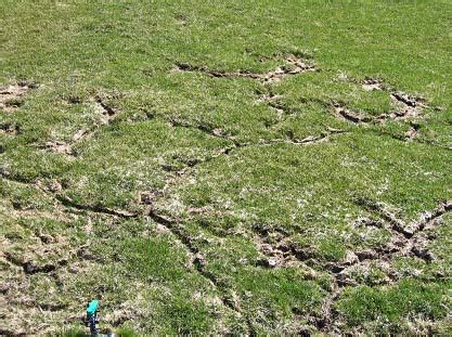 We did not find results for: Top Signs You May Have Vole Damage | Green Oasis Blog ...