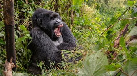 Malaria Hopped From Gorillas To Humans In A Rare Encounter 50000 Years