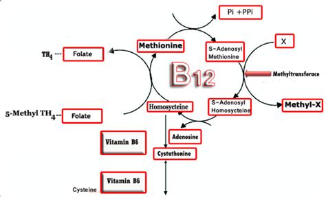 Why You Should Always Test Vitamin B12 With Homocysteine Ensocure