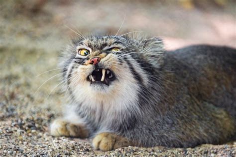 Meet Manul The Grumpiest Most Awesome Wild Cat Ever Myths And