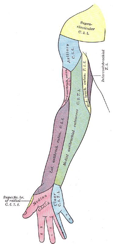 Anatomynote.com found upper body anatomy from plenty of anatomical pictures on the internet. Diagram of segmental distribution of the cutaneous nerves of the right upper extremity. Anterior ...