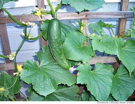 Gardening Tip Cucumbers Are Cool In A Container Sfgate