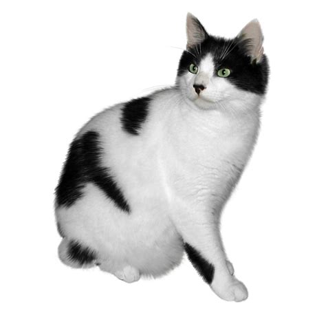 Black And White Cat Png
