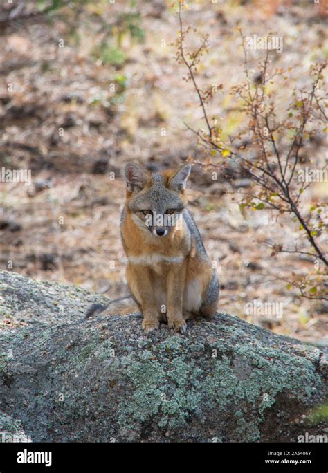 Young Gray Fox Or Grey Fox Urocyon Cinereoargenteus Sits On Lichen