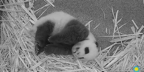 Watch National Zoos Baby Giant Panda Yawns Stretches Wins Hearts At
