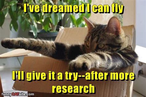 Time For Another Nap Lolcats Lol Cat Memes Funny Cats Funny