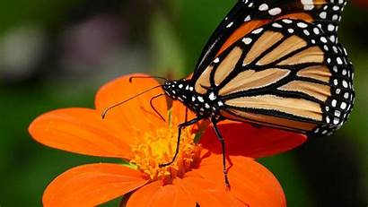 Butterfly 4k Desktop Wallpapers Monarch