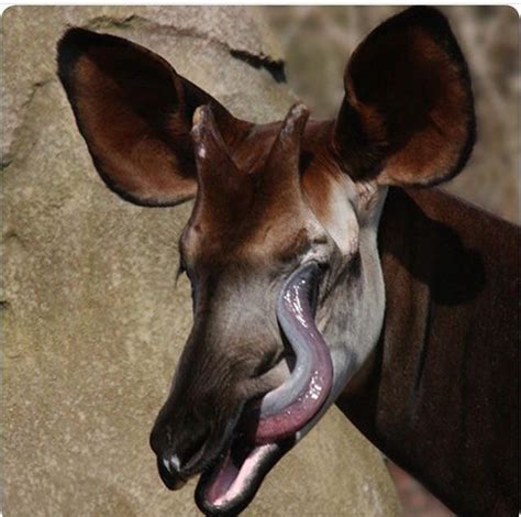 The Okapi Aka Forest Giraffe Okapis Tongue Is 18 Inches Long And It