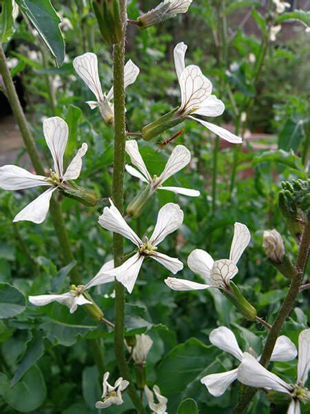 We did not find results for: Growing Arugula - Bonnie Plants