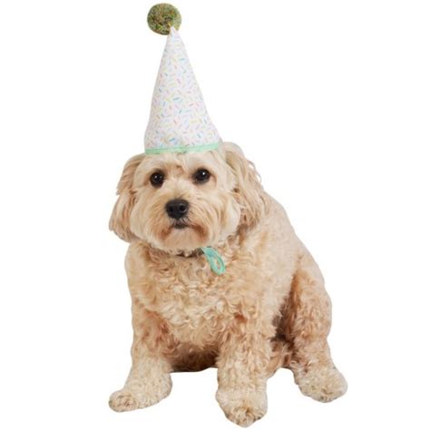 A multipack of mini party hats won't be wasted. Pom Pom Birthday Hat For Dogs - Boots & Barkley™ : Target
