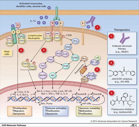 Figure 1 From Molecular Pathways Interleukin 15 Signaling In Health