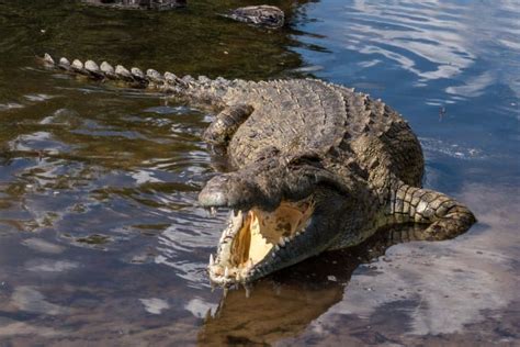 22 Astonishing Crocodile Facts 🐊 Fact Animal