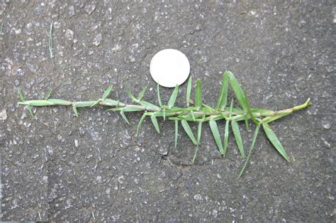 How Can I Make Centipede Grass Plugs Spread Faster Walter Reeves The Georgia Gardener