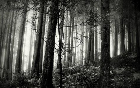 Black And White Forest Wallpaper 57 Images