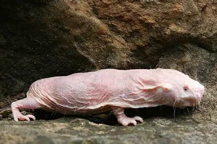 Naked Mole Rat Heterocephalus Glaber Ground Mammals