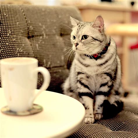 A cat stands on a table at the cat cafe in nyc.reuters. Cat cafe begins taking reservations, Internet predicted to ...