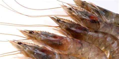 Maybe you would like to learn more about one of these? Can Dogs Eat Shrimp? Cooked or Raw? With or Without Tails?