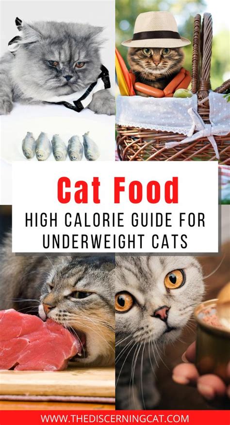 Maybe you would like to learn more about one of these? Cat Food: High Calorie Guide for Underweight Cats | Cat ...