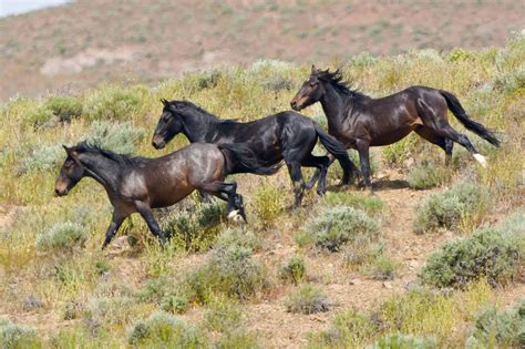 Wild Horses Of Nevada Photography Stallions