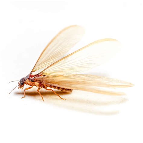 Why Do Termites Swarm Emtec Pest Control