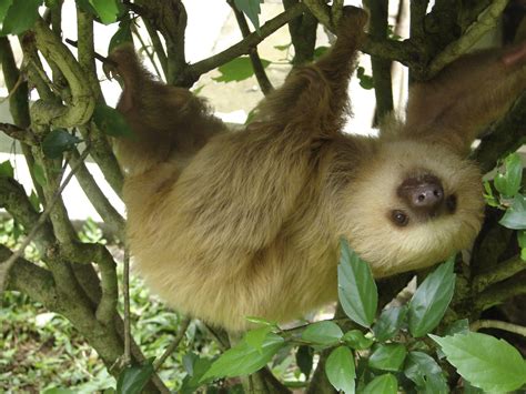 Sloths Lazy Cuties You Can Spot In Monteverde Enchanting Costa Rica