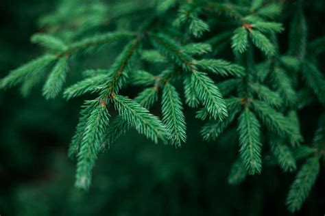 Why Is My Pine Tree Dying Common Reasons Explained Garden Tabs
