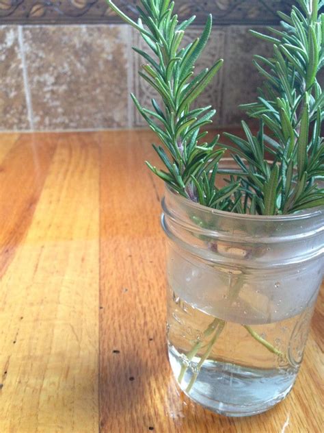 Here Are Simple Instructions On How To Propagate Rosemary Cuttings In