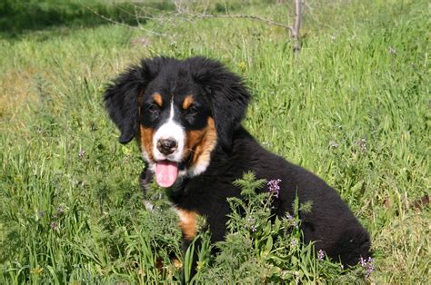 79 Saint Bernese Mountain Dog Puppies For Sale Pic Bleumoonproductions