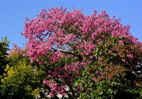 Flower color will vary from light to deep rose pink when grown from seed. Fall in SoCal - Floss Silk (pink) & Chinese Flame (yellow ...