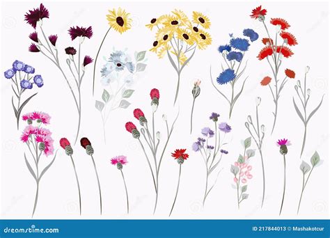 Collection Of Vector Field Wild Flowers For Design Stock Illustration