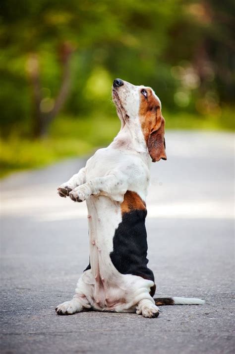 Dog Basset Hound Sitting On His Hind Legs Stock Image Image Of