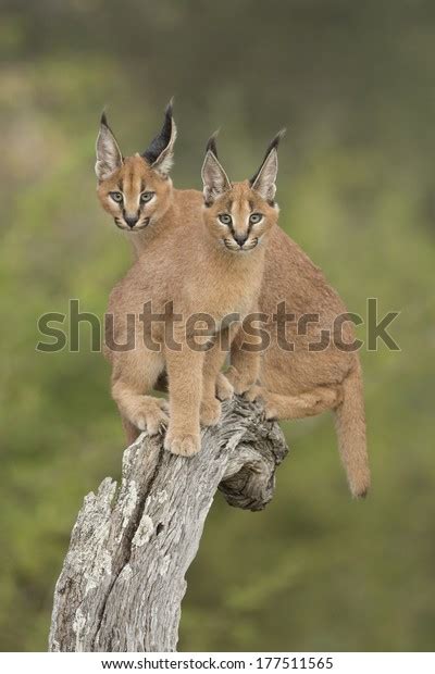 1 Caracals Sitting Together Images Stock Photos 3d Objects And Vectors