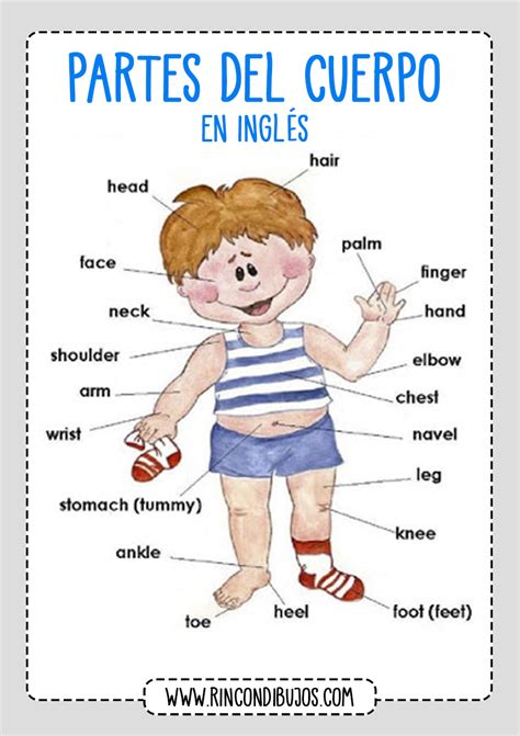 Aprender Ingles Partes Del Cuerpo Rincon Dibujos