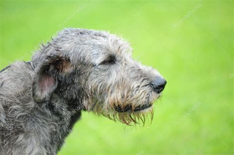A Beautiful Irish Wolfhound Dog Head Portrait — Stock Photo © Evdoha