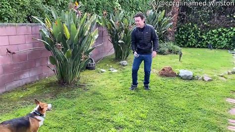 Corgi Plays Catch And Throws The Ball Back Video Dailymotion