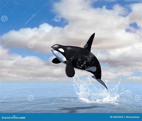 Orca Killer Whale Breach Illustration Stock Illustration Illustration