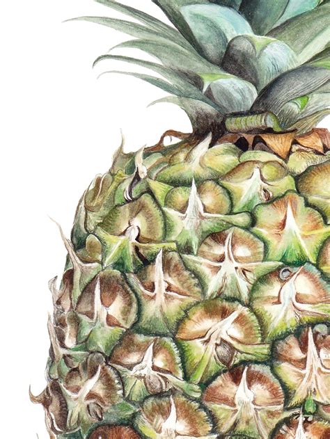 Pineapple Giclee Print Tropical Fruit Food Art Fine Art Etsy