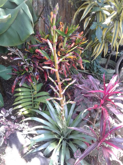 Bromeliad Id Tropical Looking Plants Other Than Palms Palmtalk