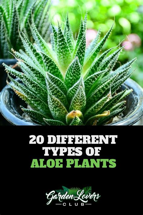 20 Different Types Of Aloe Plants Garden Lovers Club Types Of Aloe