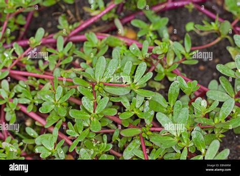 Common Purslane Verdolaga Pigweed Little Hogweed Pursley Moss Rose