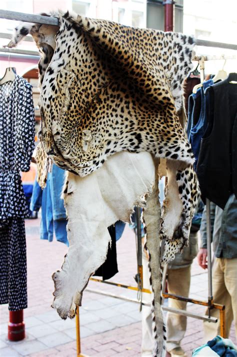 I Spotted This Leopard Skin For Sale In Church The Incidental Tourist