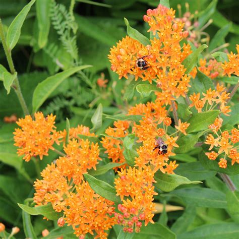 Butterfly Milkweed Asclepias Tuberosa Wild Seed Project Shop