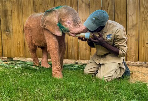Poor Orphaned Baby Elephants Are Rescued Into An Orphanage Video