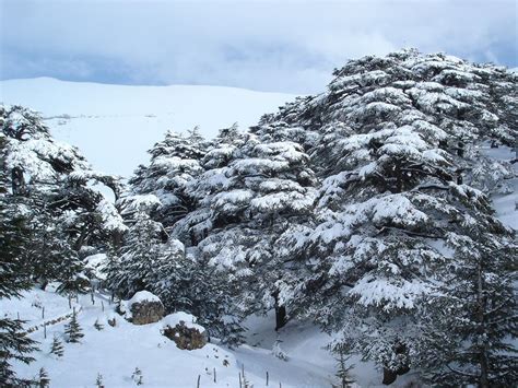 Cedars Of Lebanon Cedars Of The Lord As Mentioned In The Bible