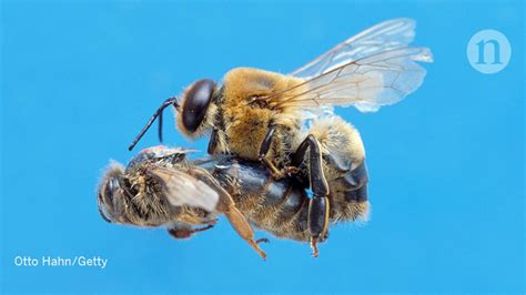 How Many Drones Does A Queen Bee Mate With Drone Hd Wallpaper