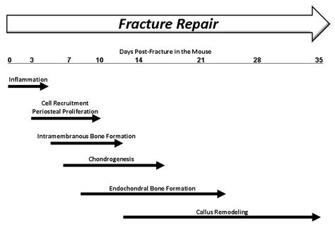 The fracture healing process begins with soft tissue that is gradually replaced with firmer, more defined materials. Gene Therapy Applications for Fracture Repair | IntechOpen