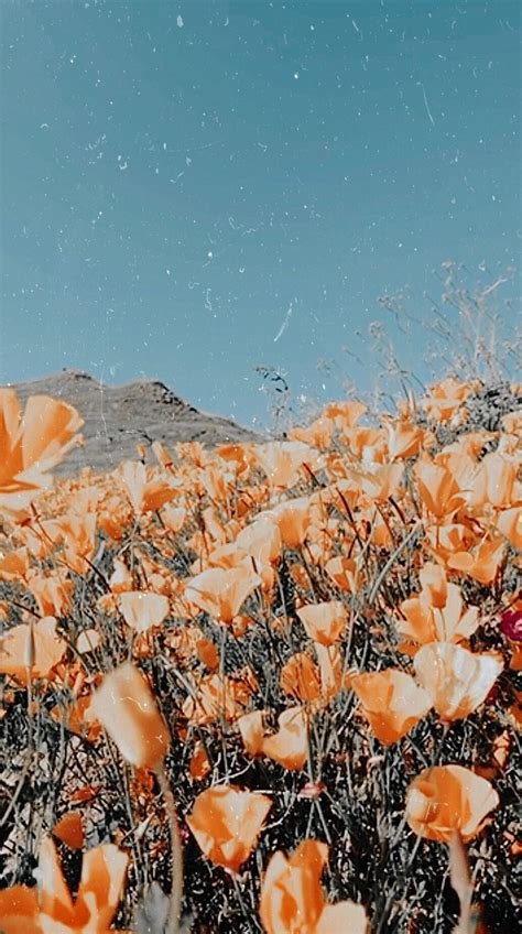 Cute Aesthetic Backgrounds ايميجز
