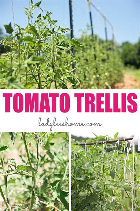 How To Support Tomato Plants Tomato Trellis Tomato Plant Trellis